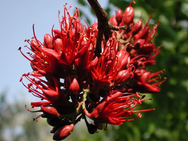 Schotia  brachypetala nectar rich flowers